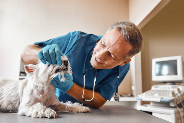 Best Walk-In Emergency Dental Services in Brookfield, NJ